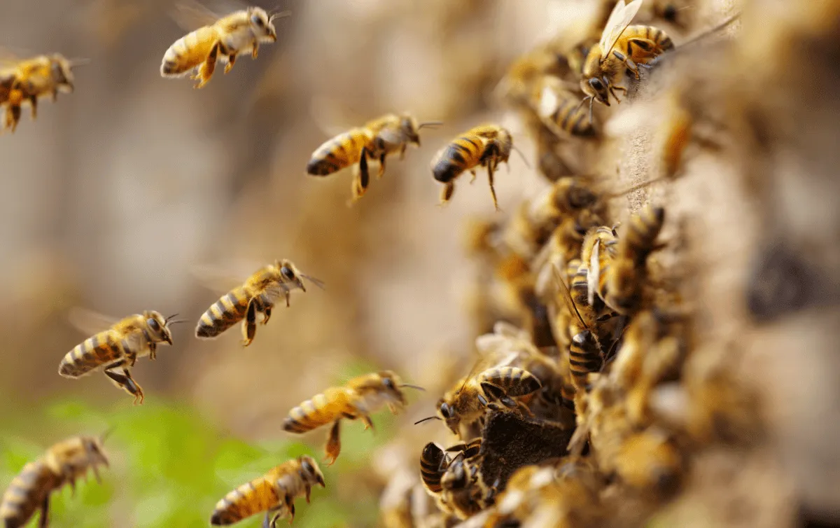 ataque de abejas