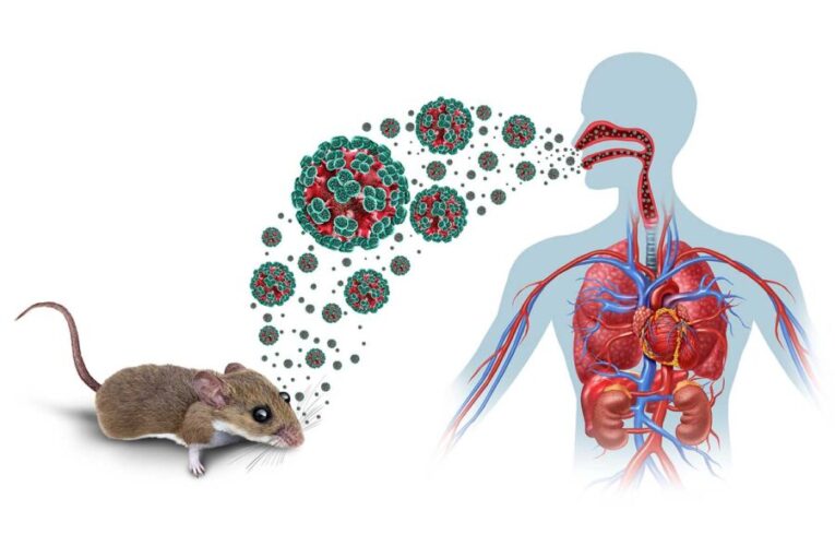 Emergencia sanitaria: Lo que revelan las cifras sobre el brote de hantavirus en crucero