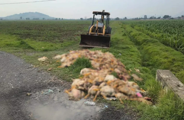 ¡ALERTA SANITARIA EN TOLUCA! TIRAN MEDIA TONELADA DE POLLOS PODRIDOS EN CANAL DE SAN PABLO AUTOPAN