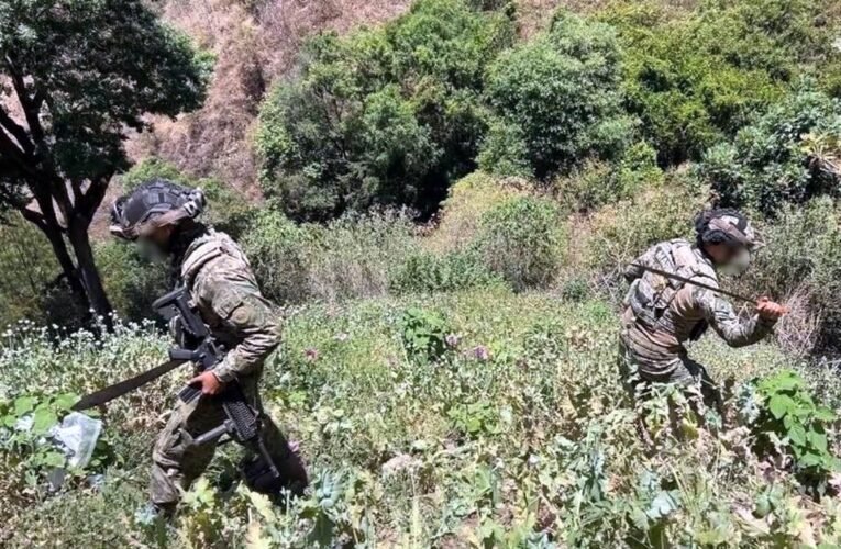 Semar destruye 37 plantíos de amapola del CJNG en la sierra de Nayarit