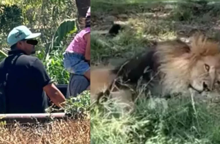 ¡RECHAZO TOTAL! BUSCAN A VISITANTE QUE LANZÓ UNA PIEDRA A UN LEÓN EN EL ZOOLÓGICO GUADALAJARA