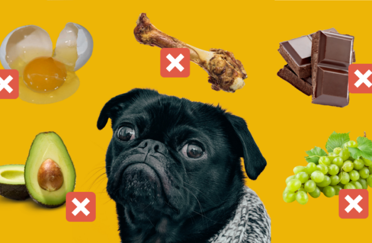 Peligro mortal en casa: estos son los alimentos prohibidos para perros y gatos