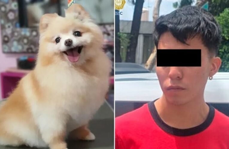 Cachorro pomerania muere en estética canina tras presunta agresión en CDMX