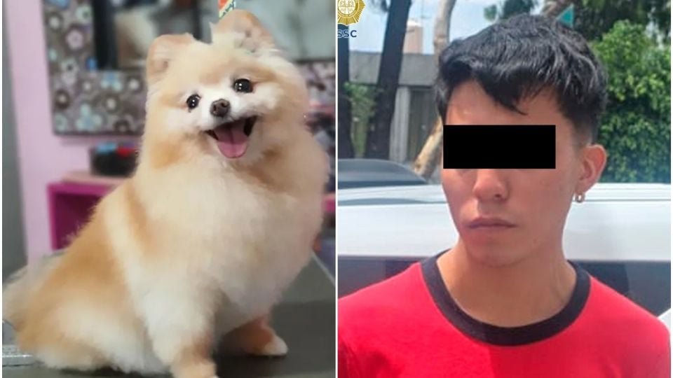 Cachorro muere estética agresión