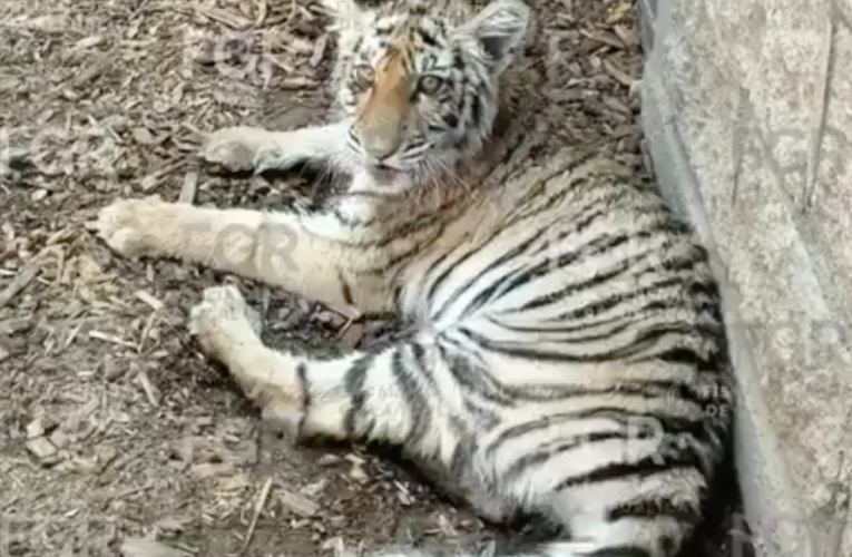 ¡Zoológico clandestino! Aseguran tigre de bengala y especies exóticas en residencial exclusivo de Zapopan