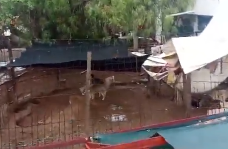 Video| ¡INDIGNANTE! DENUNCIAN HORRORES EN CRIADERO CLANDESTINO DE PERROS EN MILPILLAS, SAN LUIS POTOSÍ
