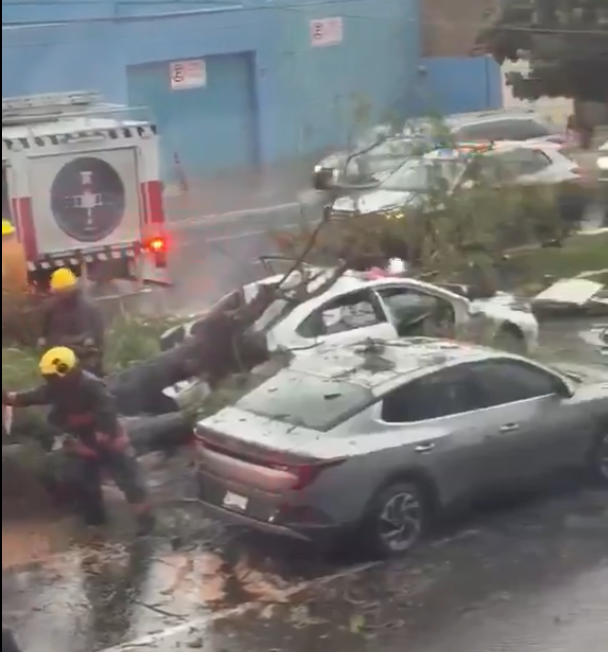 Puebla caída de árbol