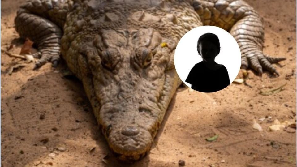 niño jaula de cocodrilos