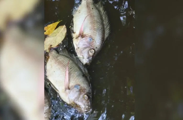 ¡ECOCIDIO EN EL PAPALOAPAN! MILLONES DE PECES MUERTOS POR DESECHOS DE ALCOHOLERA EN VERACRUZ