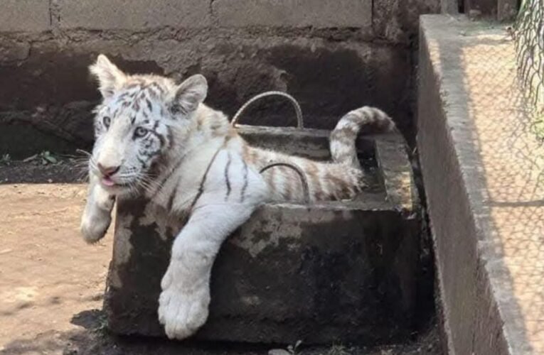 ¡Decomiso exótico! Desmantelan zoológico clandestino en Chalco; aseguran león, tigre blanco y pumas