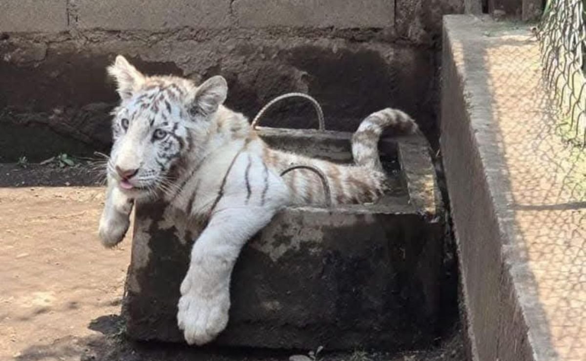 zoológico clandestino