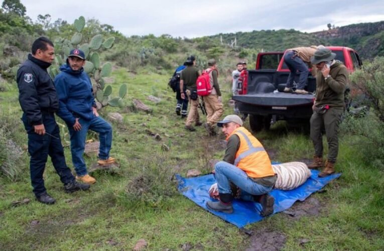 ¡TRÁGICO DESENLACE! MUERE TIGRE DE BENGALA TRAS OPERATIVO DE CAPTURA EN TEPETLAOXTOC