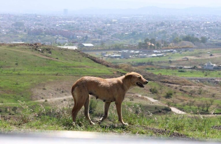 ¡Crueldad sin límites en Puebla! Envenenan de forma simultánea a 12 perros en Chietla y Atlixco