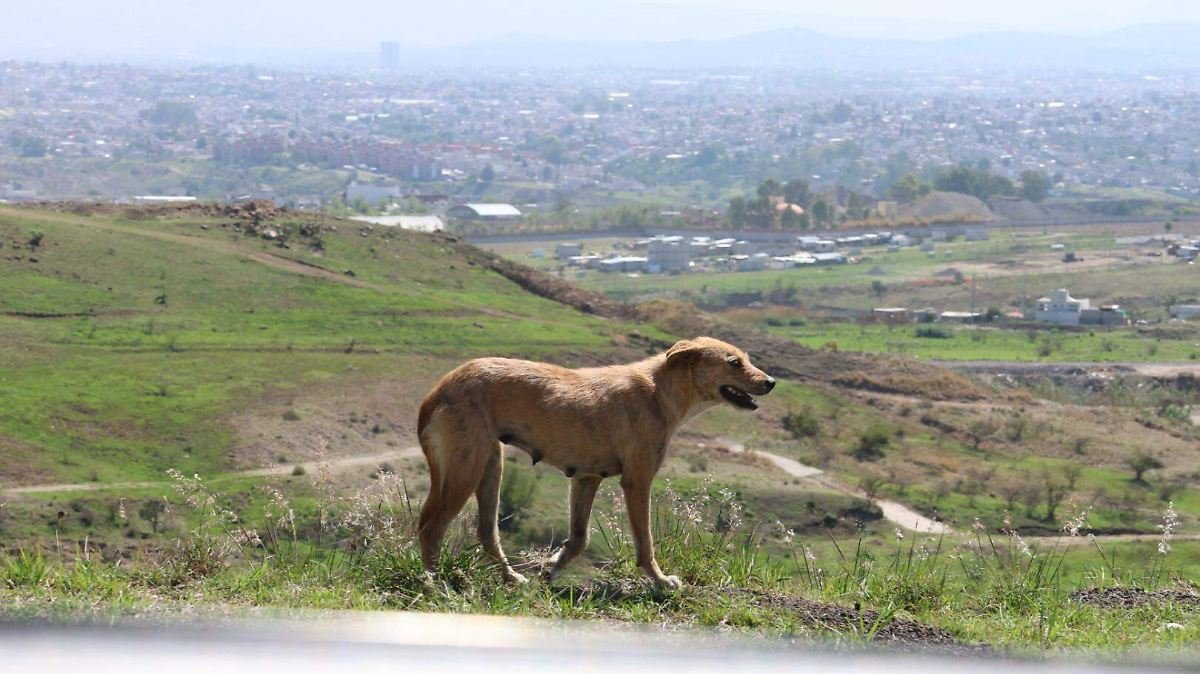 envenenamiento perros