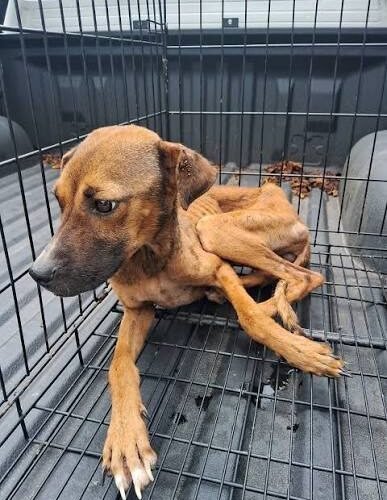 Denuncian vandalismo en refugio de animales de la CDMX; piden reforzar la vigilancia