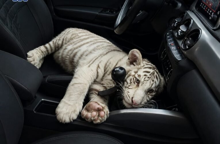 Video ¡TIGRE BLANCO EN EL AUTO! Detienen a hombre en Iztapalapa