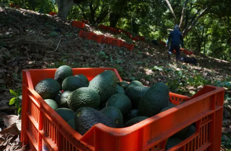 Instalarán centro de inteligencia en Michoacán para frenar extorsión a productores de aguacate