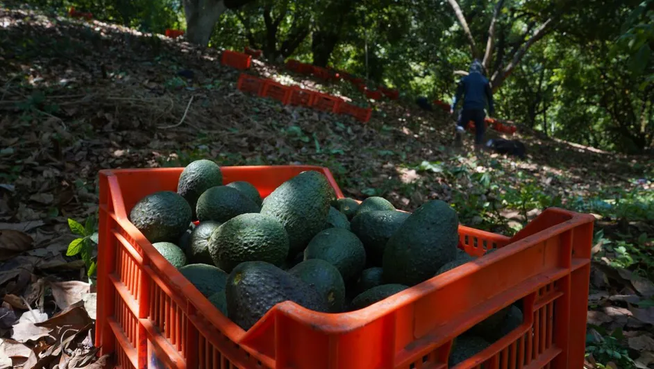 extorsión aguacatera