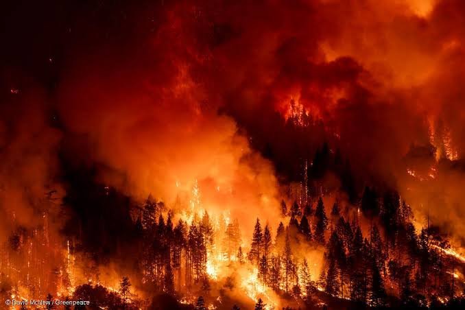¡Peligro ambiental! Incendios forestales amenazan los bosques