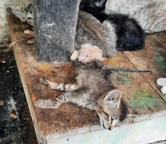 Denuncian graves irregularidades en Bienestar Animal de Querétaro