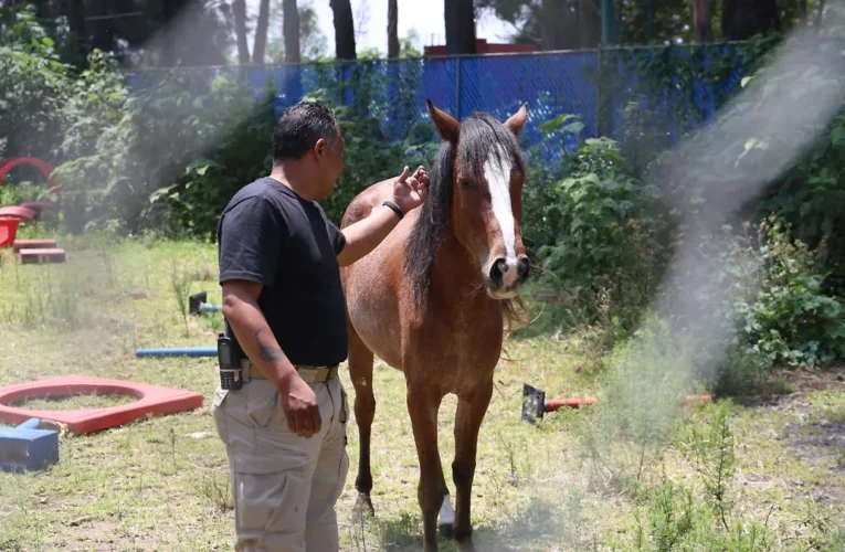Brigada de Vigilancia Animal rescata a más de 540 ejemplares de fauna silvestre en CDMX