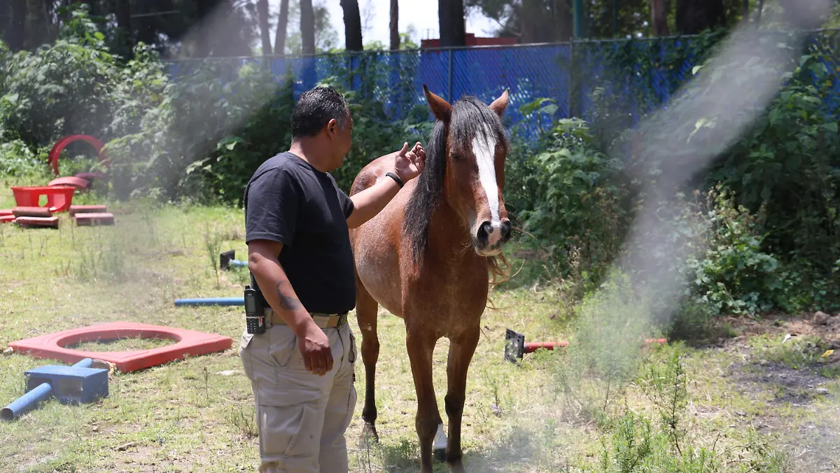 rescate de fauna silvestre en CDMX