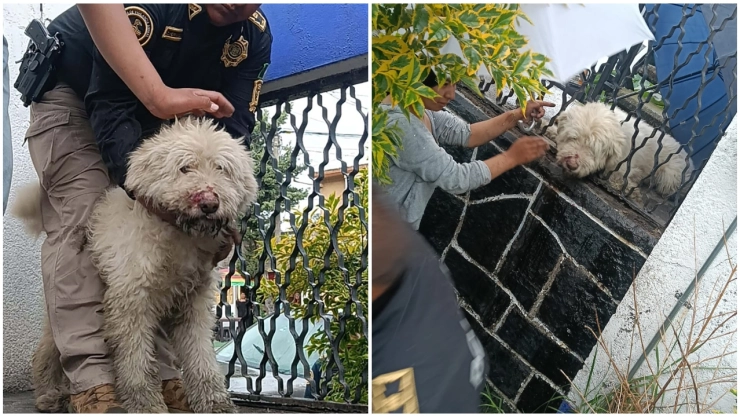 Brigada de Vigilancia Animal rescata a perro atorado en reja metálica en Tlalpan