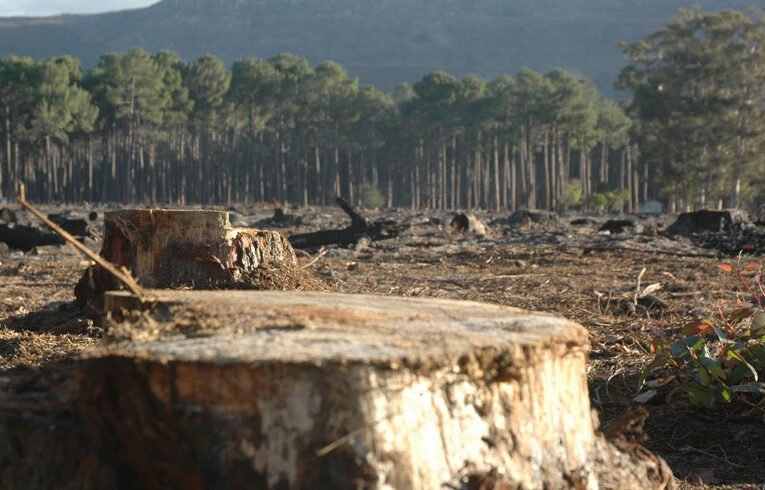 Aseguran más de 230 metros cúbicos de madera ilegal en operativos en el Ajusco