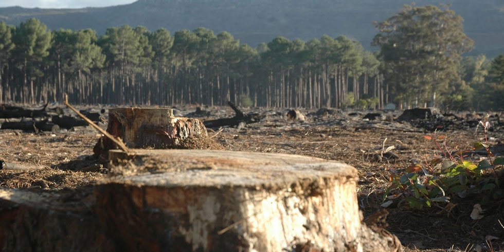 tala ilegal en el Ajusco