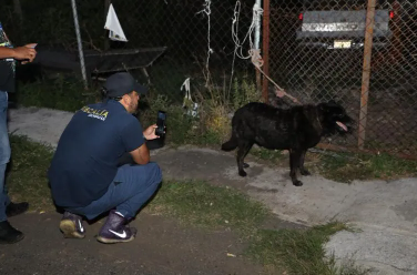¡Lomito vivía entre sus propias heces! Cateo en Morelia termina con rescate por presunto maltrato animal