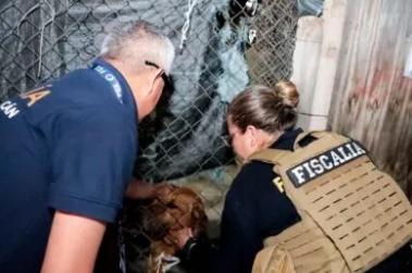 ¡Lo dejaron abandonado! Rescatan a perro durante cateo por posible maltrato animal en Morelia