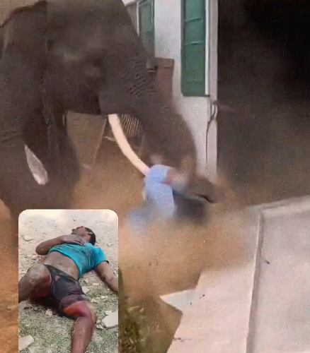 Video | ¡TERROR CON UN ELEFANTE! MAHOUT QUEDA GRAVEMENTE HERIDO Y DESATA EL CAOS EN VARANASI