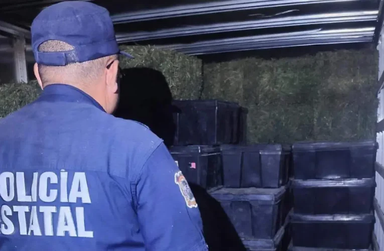 ¡Golpe al tráfico de cactáceas! Aseguran más de 3 mil cabezas de peyote en carretera y cae el chofer