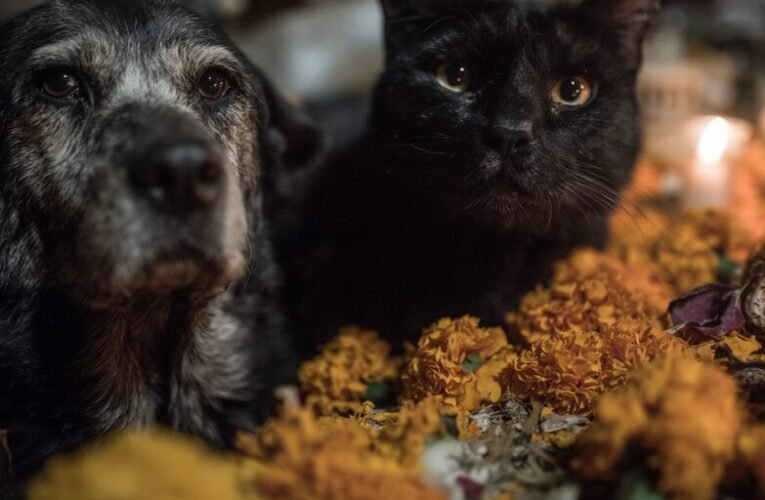 ¿Por qué los gatos negros y blancos están en grave peligro durante el Día de Muertos en CDMX?